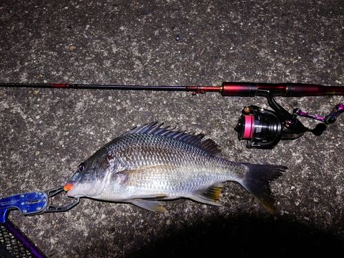 キビレの釣果