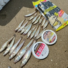 シロギスの釣果