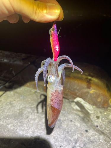 マメイカの釣果