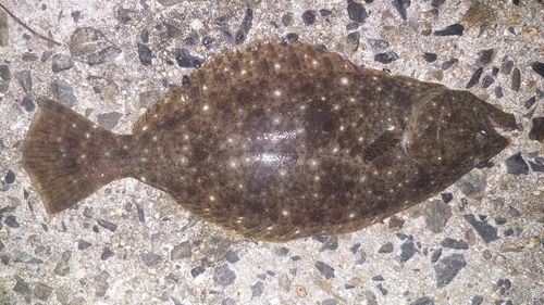 ソゲの釣果