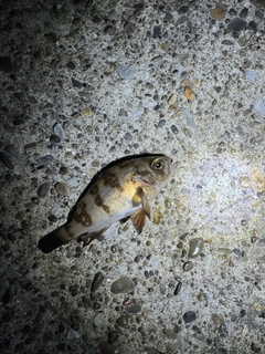 アカメバルの釣果