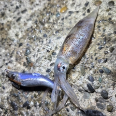ムギイカの釣果