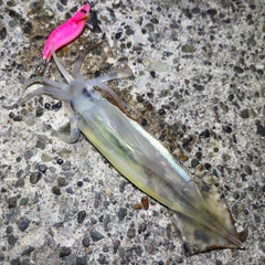ムギイカの釣果