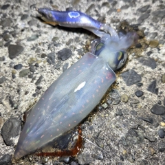 ケンサキイカの釣果