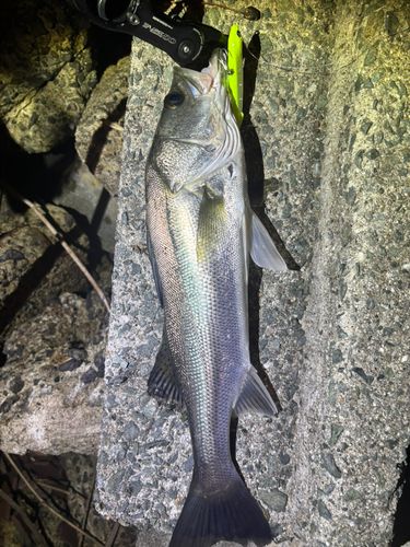 スズキの釣果
