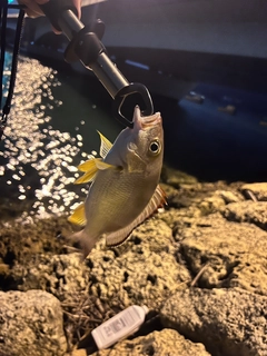 オキフエダイの釣果