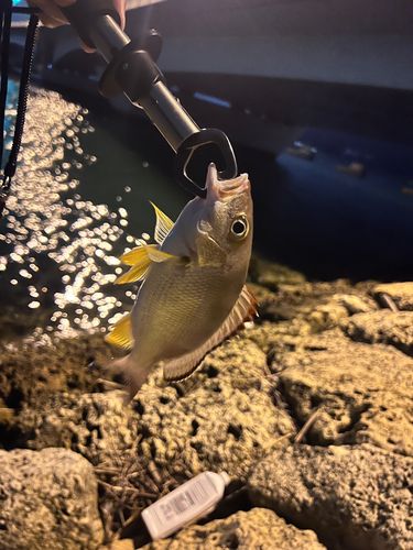 オキフエダイの釣果