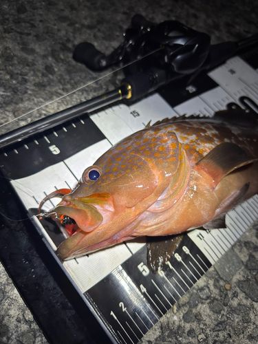 キジハタの釣果
