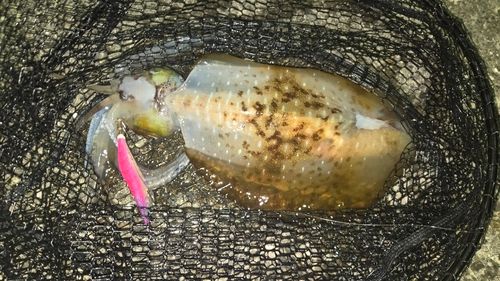 モイカの釣果