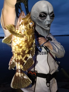 ガシラの釣果