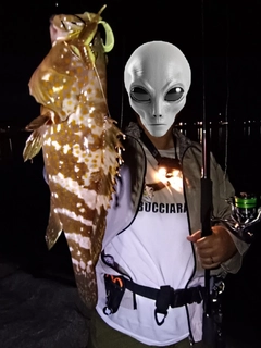 アコウの釣果
