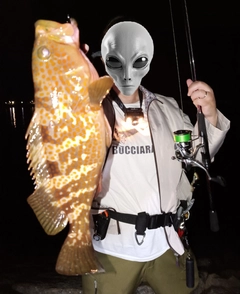 アコウの釣果