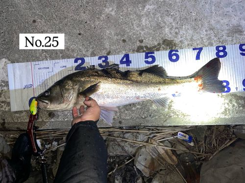 シーバスの釣果
