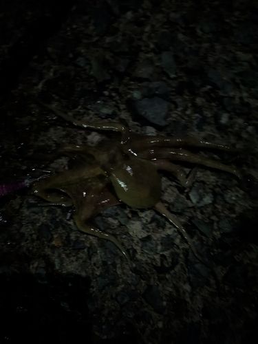 タコの釣果