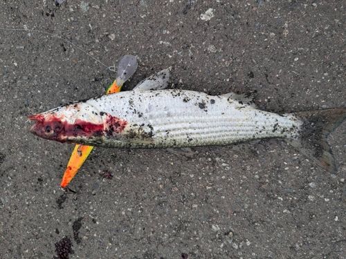 ボラの釣果