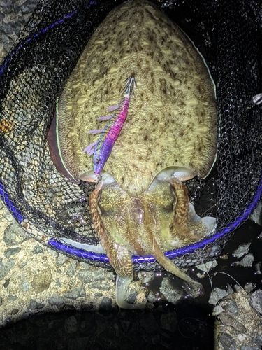 モンゴウイカの釣果