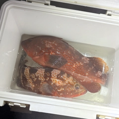 アコウの釣果