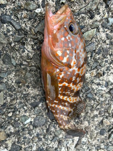 キジハタの釣果