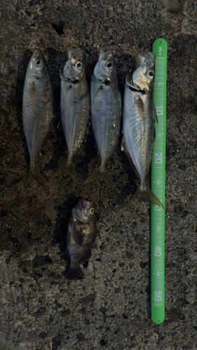 アジの釣果
