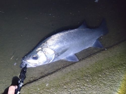 ヒラスズキの釣果