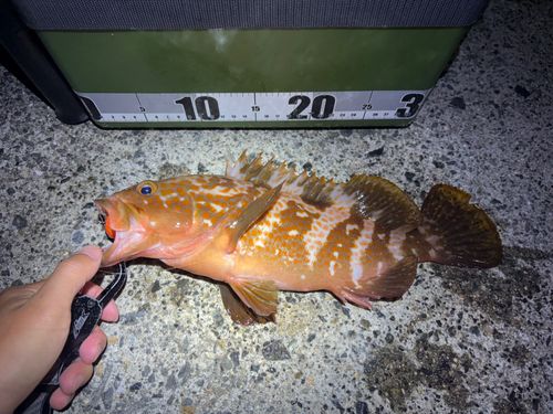 キジハタの釣果
