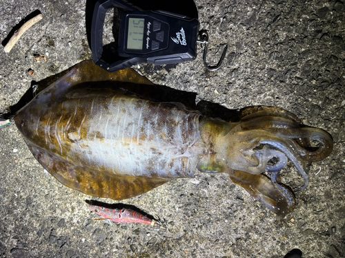 アオリイカの釣果
