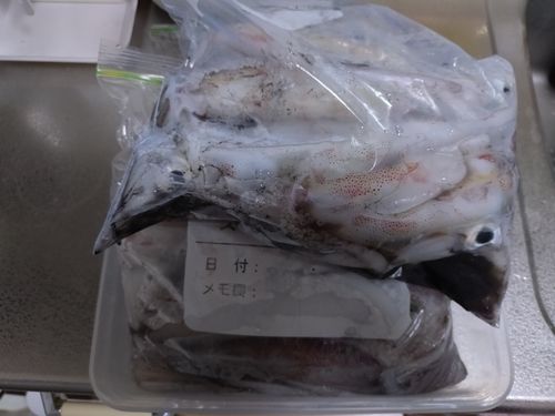 ケンサキイカの釣果
