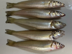 シロギスの釣果