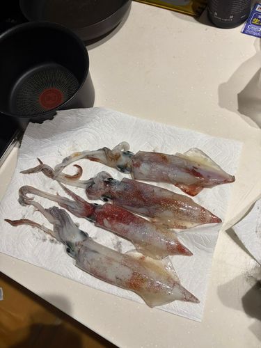 ケンサキイカの釣果