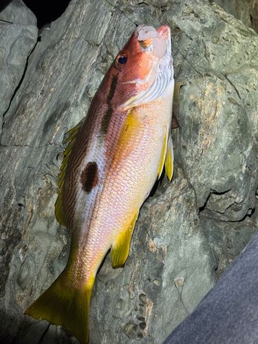 ニセクロホシフエダイの釣果