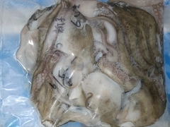 マダコの釣果