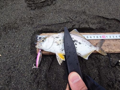 ショゴの釣果