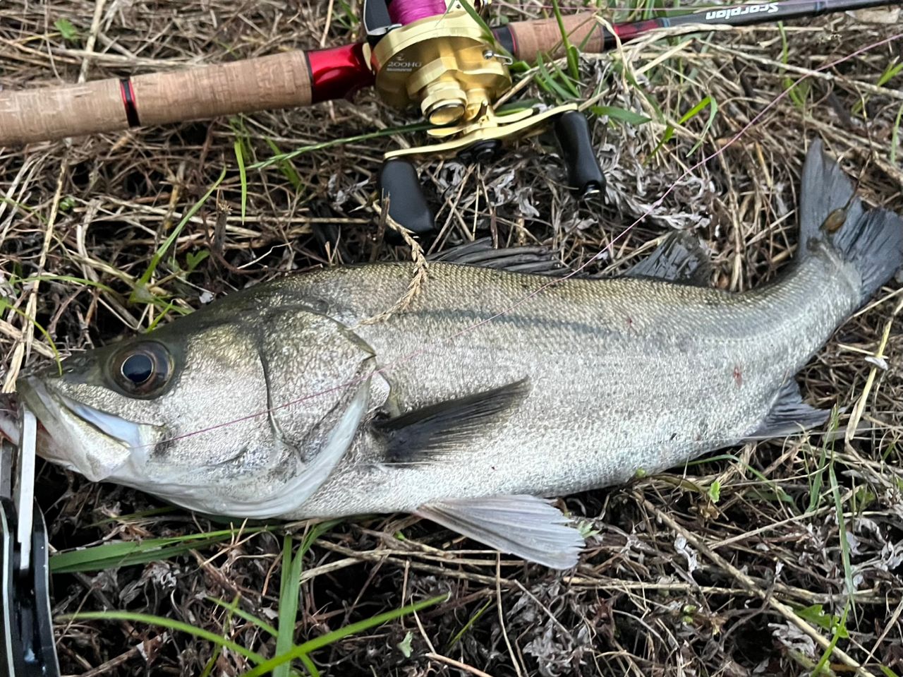 シーバスの釣果写真