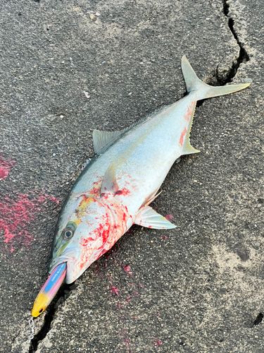 ヒラマサの釣果