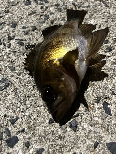 メバルの釣果