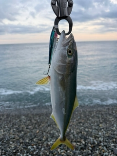 コズクラの釣果