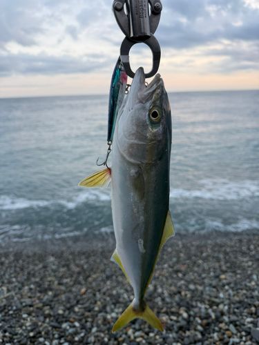 コズクラの釣果