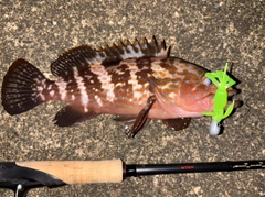 キジハタの釣果