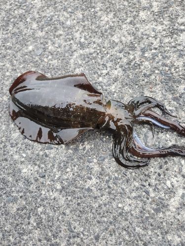 ミズイカの釣果