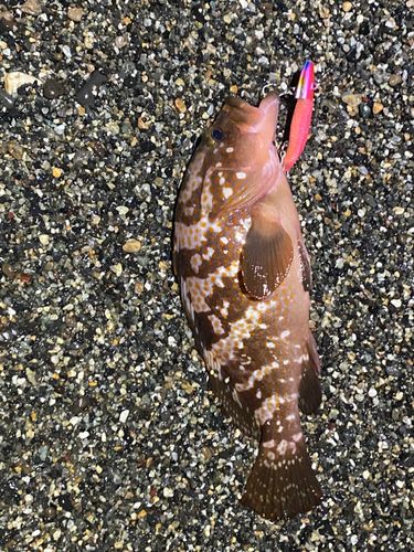 キジハタの釣果