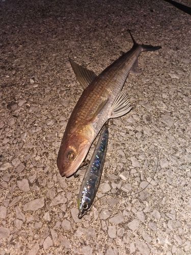 エソの釣果