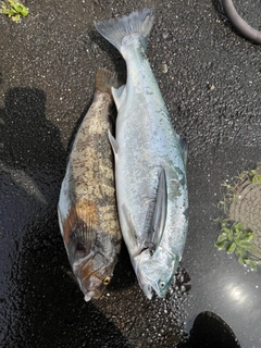 サクラマスの釣果