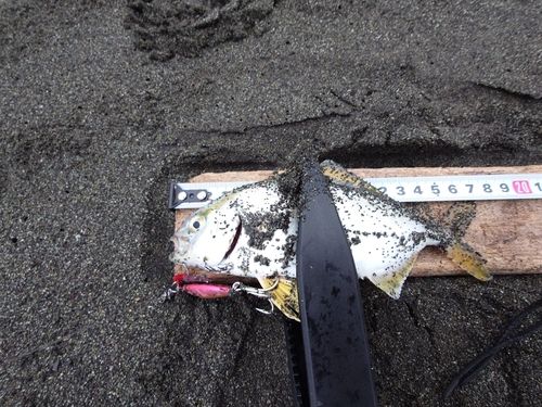 ショゴの釣果