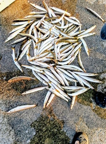 静岡県で釣れたライギョの釣り・釣果情報 - アングラーズ | 釣果600万