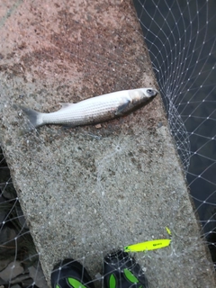 ボラの釣果