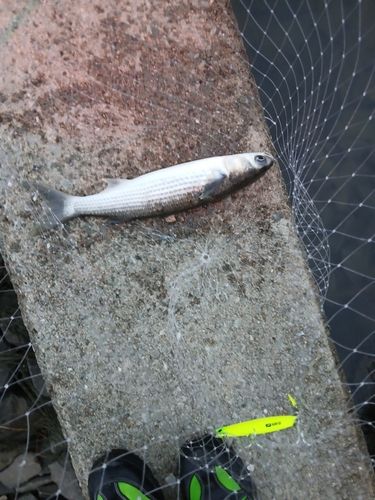 ボラの釣果