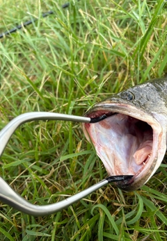 ライギョの釣果