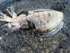 モンゴウイカの釣果