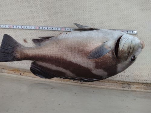 コショウダイの釣果