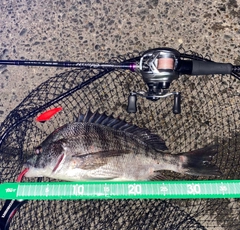 クロダイの釣果
